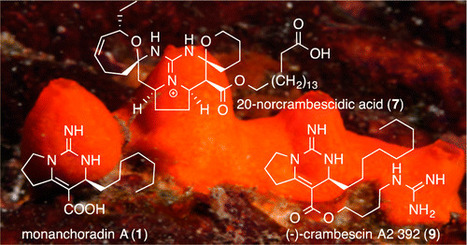 Cytotoxic Guanidine Alkaloids from a French Polynesian Monanchora n. sp. Sponge | Natural Products Chemistry Breaking News | Scoop.it