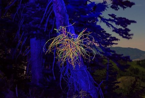 Cristopher Cichocki: Forest Coral | Art Installations, Sculpture, Contemporary Art | Scoop.it