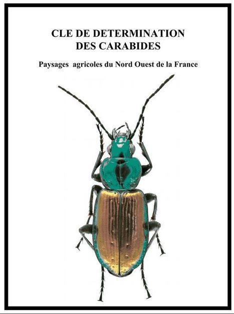 [pdf] Clé de détermination des Carabidés | Insect Archive | Scoop.it