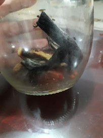Reporte 3 crianza de mosquitos | Asómate | Bichos en Clase | Scoop.it