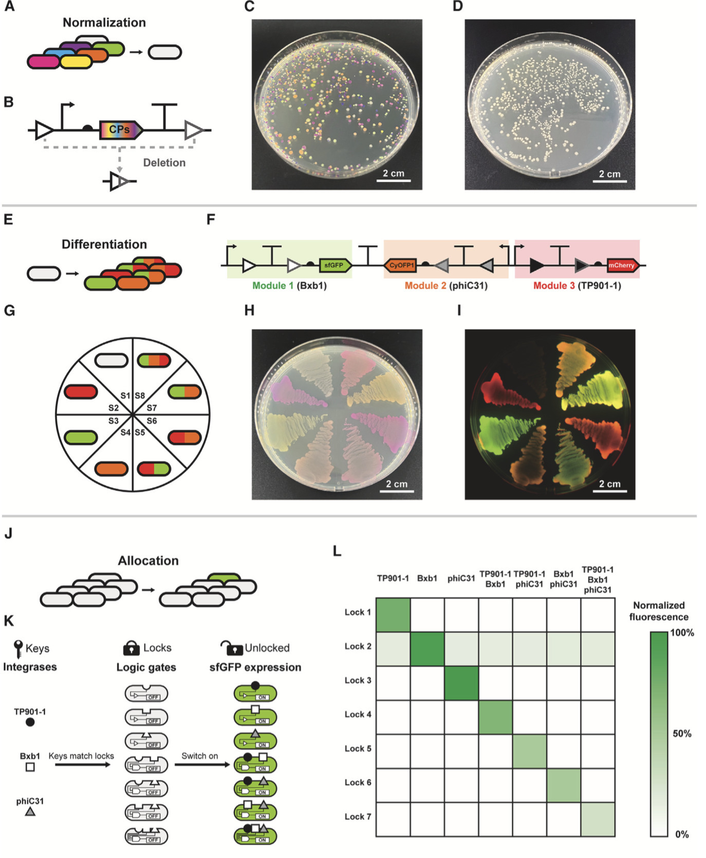 Integrase enables synthetic intercellular logic...