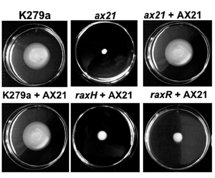 J Bacteriology: The Ax21 Protein Is a Cell-Cell Signal That Regulates Virulence in the Nosocomial Pathogen Stenotrophomonas maltophilia | Plants and Microbes | Scoop.it