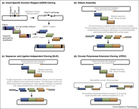 CurrOpinPlantBiol: DNA assembly for plant biology: techniques and tools | SEED-DREAM Lab info | Scoop.it