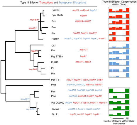 PLoS Pathogens: Dynamic Evolution of Pathogenicity Revealed by Sequencing and Comparative Genomics of 19 Pseudomonas syringae Isolates | Plant Pathogenomics | Scoop.it