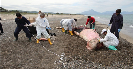 Plastic pollution: The alarming trend of whales filled with plastic, explained / 28.11.2019 | Pollution accidentelle des eaux (+ d&eacute;chets plastiques) | Scoop.it