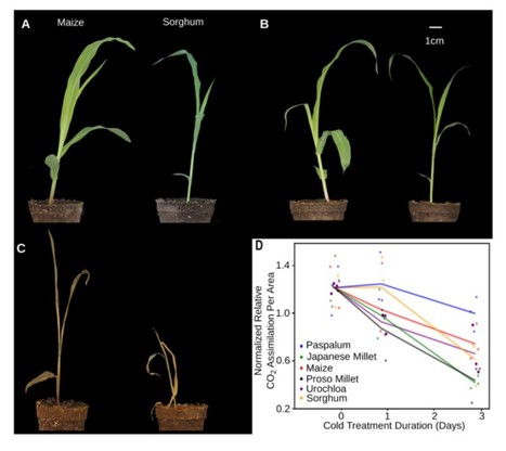 Differentially Regulated Orthologs in Sorghum and the Subgenomes of Maize | The Plant Cell | Scoop.it