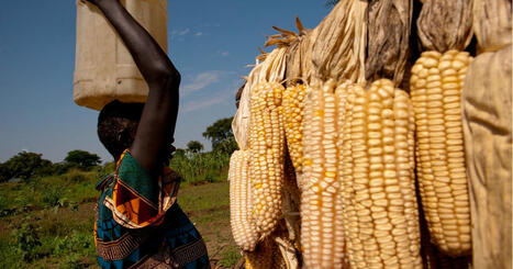 WB: Addressing food insecurity in the Middle East and North Africa | ALIMENTATIONS | Scoop.it