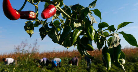 ALIMENTATION : Le paprika, un trésor hongrois en péril | ALIMENTATIONS | Scoop.it