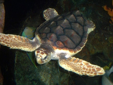 [05/08] Ponte d’une tortue marine sur une plage fréjusienne | Puget sur Argens | Scoop.it