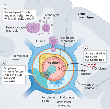 Immune control of brain physiology | Nature Reviews Immunology | NeuroImmunology | Scoop.it