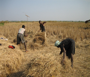 Crise alimentaire et nutritionnelle : alerte à Bissau | Questions de développement ... | Scoop.it