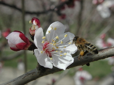 Des mélanges de pesticides réduisent l’activité des abeilles | Les Colocs du jardin | Scoop.it