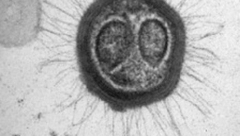 Le mystère des virus géants | Insect Archive | Scoop.it