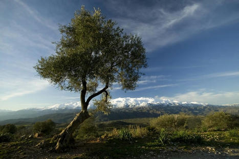GREEK extra virgin surpassed the psychological threshold of 6 € | CIHEAM Press Review | Scoop.it
