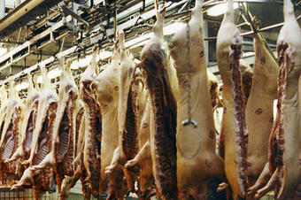 Appel aux carnivores | Ecoréaction ou écolophobie | Scoop.it