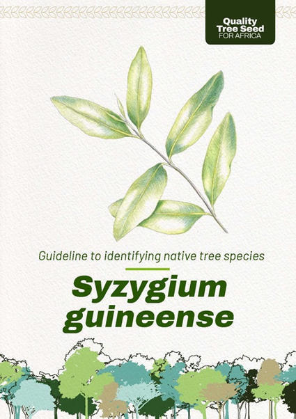 Guideline to identifying native tree species. Syzygium guineense&nbsp; | &Eacute;cosyst&egrave;mes Tropicaux | Scoop.it