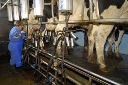 Contrôle laitier 2016 : La production se stabilise à 8 520 kg bruts | Lait de Normandie... et d'ailleurs | Scoop.it