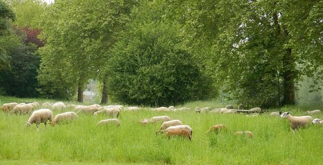 [Article] Transition &eacute;cologique par&nbsp;l&rsquo;animal&nbsp;: r&ocirc;le du&nbsp;p&acirc;turage : Dossier complet | Techniques de l&rsquo;Ing&eacute;nieur | TRANSITION AGROECOLOGIQUE : PRATIQUES ET POLITIQUES AGRICOLES | Scoop.it
