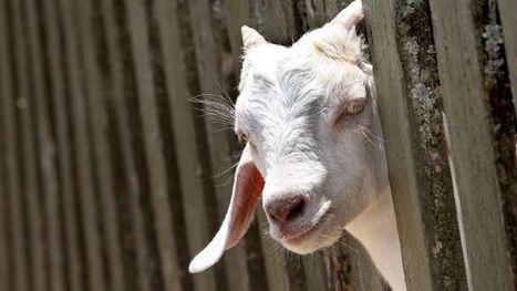 Why you shouldn't give a goat this Christmas | Stage 5 Human Wellbeing | Scoop.it