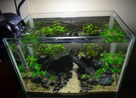 Harga Aquascape Paling Murah Hingga Mahal Terba