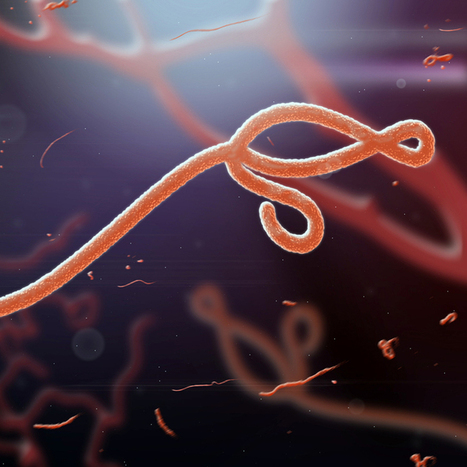 Bitcoin Crowdfunding for Ebola Research | Peer2Politics | Scoop.it
