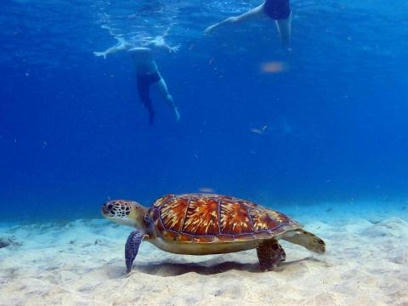 Comment observer une tortue marine ? Parc naturel marin Martinique | Biodiversité | Scoop.it
