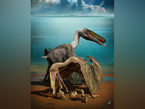 Paleontologists discover 215 miraculously well-preserved pterosaur eggs | Amazing Science | Scoop.it