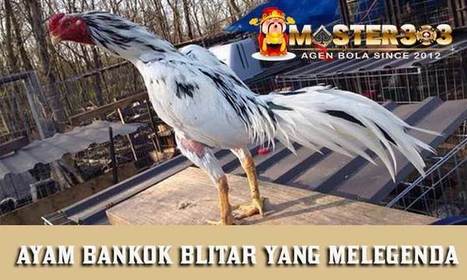 Ayam Bangkok Blitar Yang Banyak Peminat Untuk D