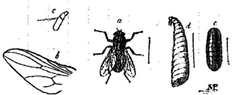 Les insectes éclairent la police depuis 200 ans | Insect Archive | Scoop.it