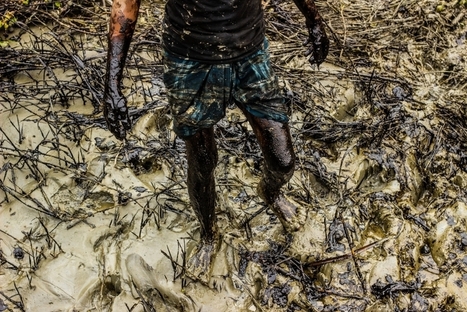 Disaster in the Sundarbans / BirdLife du 18.12.14 | Pollution accidentelle des eaux (+ d&eacute;chets plastiques) | Scoop.it