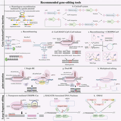 Advances in gene editing tools for four typical Gram-positive bacteria | frn | RMH | Scoop.it