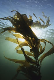 Les algues : un avenir prometteur dans l&rsquo;alimentaire | Agroalimentaire | Scoop.it