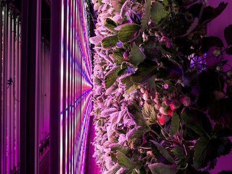 Agriculteur urbain: un nouveau métier multiforme | ESPACES VEGETALISES URBAINS | Scoop.it