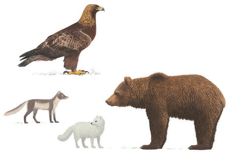 Djur<br/><br/>		 | Naturhistoriska riksmuseet | 1Uutiset - Lukemisen tähden | Scoop.it