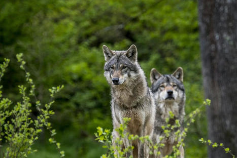 Découverte d'un louveteau, effarouchement de l'ours : l'Office français de la biodiversité (OFB) d'Occitanie fait le point | Biodiversité | Scoop.it