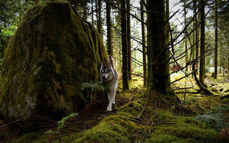 Loup : des tirs d'effarouchement auront lieu autour du parc des Ecrins (Hautes-Alpes), Elevage - Pleinchamp | Loup | Scoop.it