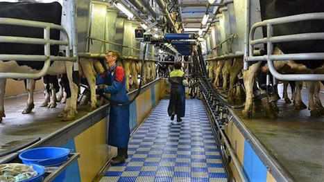 Étude du CEP sur la pénurie de main-d'œuvre en élevage | Actualité Bétail | Scoop.it