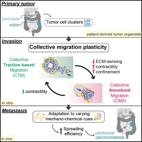 Cancers digestifs : des clusters de cellules tumorales peuvent changer et adapter leur strat&eacute;gie migratoire collective &agrave; leur environnement pour mieux envahir l'organisme | Life Sciences Universit&eacute; Paris-Saclay | Scoop.it