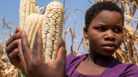 New crop varieties can't keep up with global warming | Amazing Science | Scoop.it