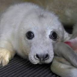 Video: Rescue centre overrun by adorable seal pups in wake of record flood surge - Independent.ie | Soggy Science | Scoop.it