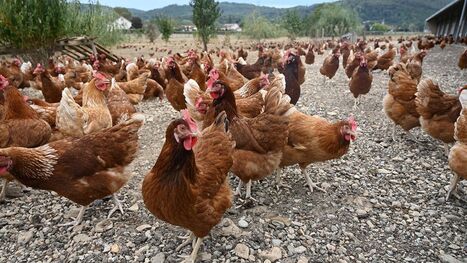Vers la fin de l'&eacute;levage en cage&nbsp;: pour les producteurs d'oeufs, les d&eacute;fis d'une transition in&eacute;luctable | Revue de presse du Centre de doc | Scoop.it