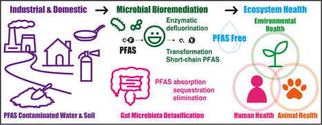 Probiotic and Microbial Enzymatic Mechanisms for PFAS Detoxification | Probiotics and Antimicrobial Proteins | RMH | Scoop.it