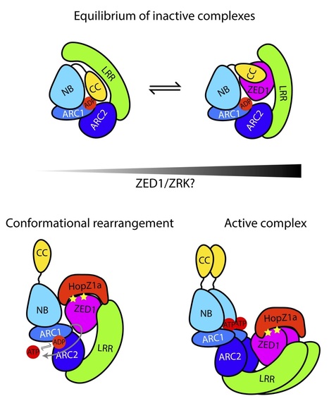 bioRxiv: Structure-function analysis of ZAR1 immune receptor reveals key molecular interactions for activity (2019) | Plants and Microbes | Scoop.it
