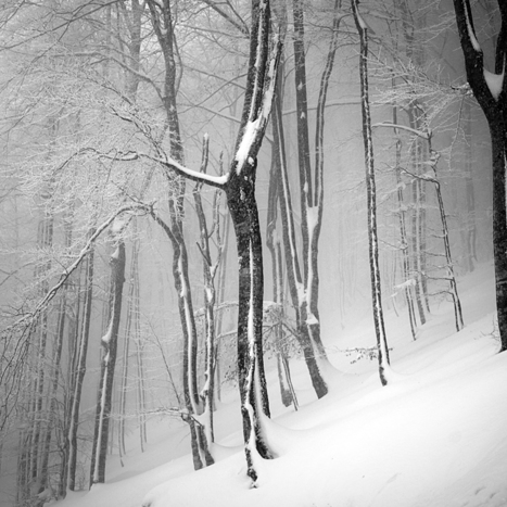 Exposition  "Forêts Pyrénéennes" à l'Espace Visite de la Centrale EDF de Saint-Lary Soulan le jeudi 22 décembre à 10h 30 | Vallées d'Aure & Louron - Pyrénées | Scoop.it