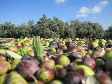 L'oliva contiene potenti antitumorali: gli acidi maslinici e oleanolici | OLIVE NEWS | Scoop.it
