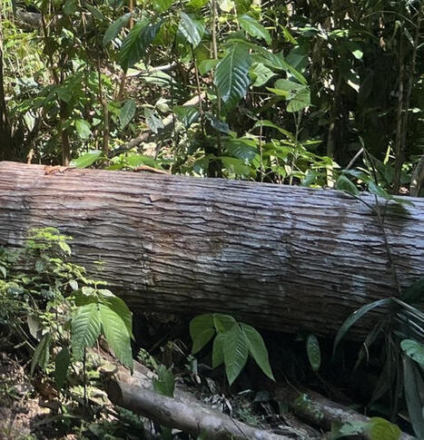 Teacher Research in the Amazon:&nbsp; When a Giant Falls - Tracking New Growth in Amazon Tree Fall Gaps | RAINFOREST EXPLORER | Scoop.it