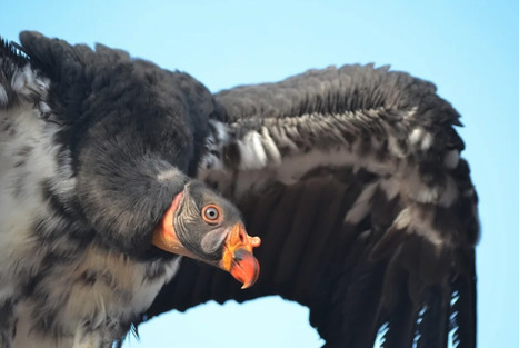 Vaccine Trial Shows Promise for Saving California Condors from Bird Flu | Virus World | Scoop.it