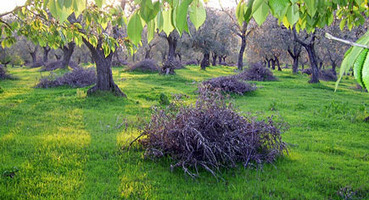 Olive Tree Biomass a Promising Fossil Fuel Alternative | CIHEAM Press Review | Scoop.it