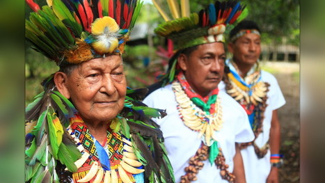 Support Amazonian Traditional Medicine and Cultural Survival by Union of Indigenous Yagé Medics of the Colombian Amazon (UMIYAC) | Ayahuasca News | Scoop.it