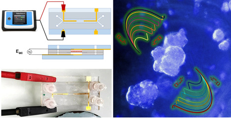 Évaluation de l'interaction entre les vésicules extracellulaires de Campylobacter jejuni et l’hôte à l'aide d'une plateforme microfluidique avec Caco-2 Spheroides-on-Chip | Life Sciences Université Paris-Saclay | Scoop.it
